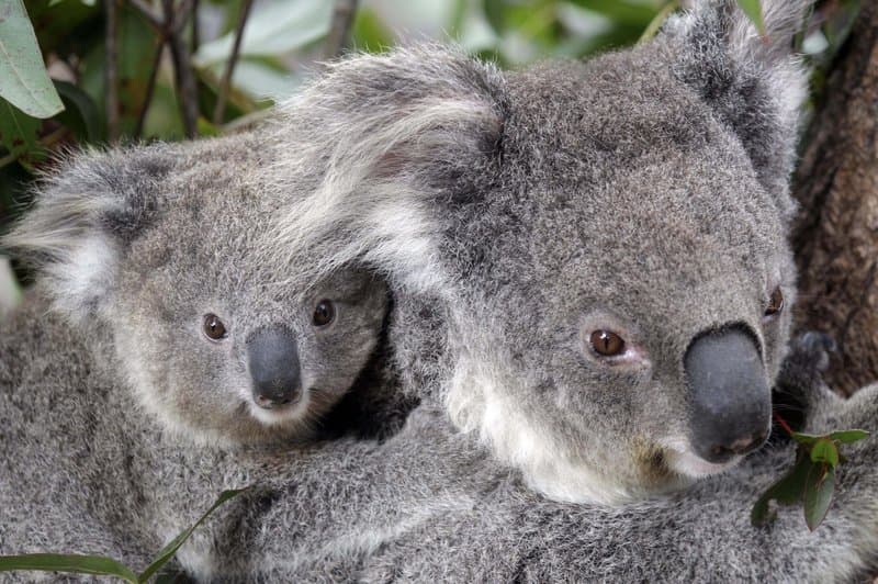 Koalák százait mészárolhatták le Ausztráliában