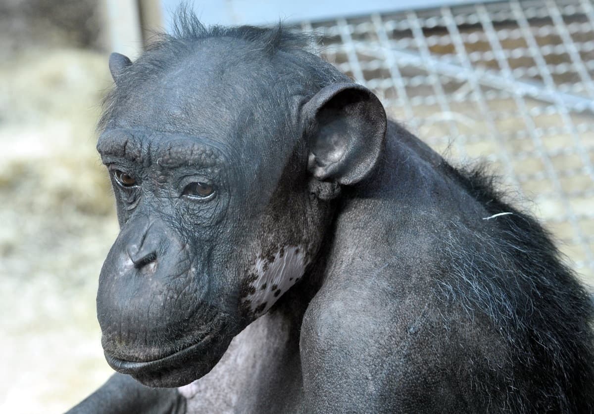 Elpusztult a pozsonyi állatkertben Európa egyik legidősebb csimpánza
