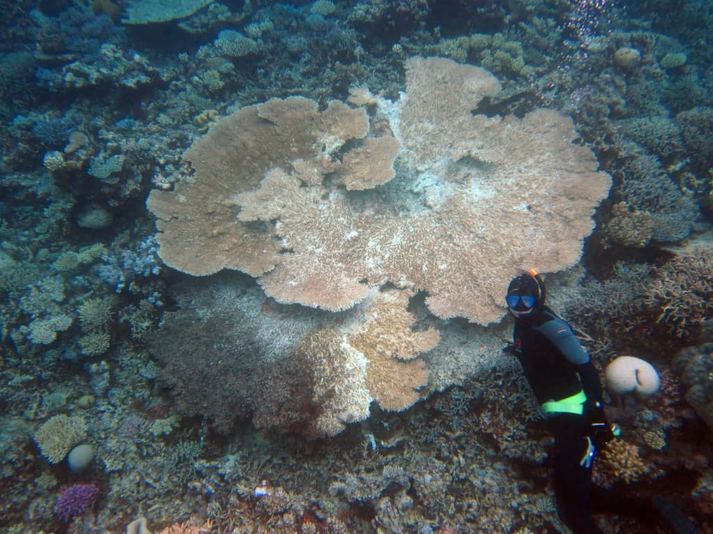 Cápák őrzik a korallzátonyok egészségét