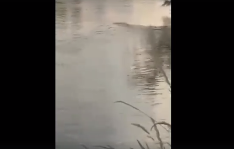 Krokodilt videóztak a Vágban? (videó)