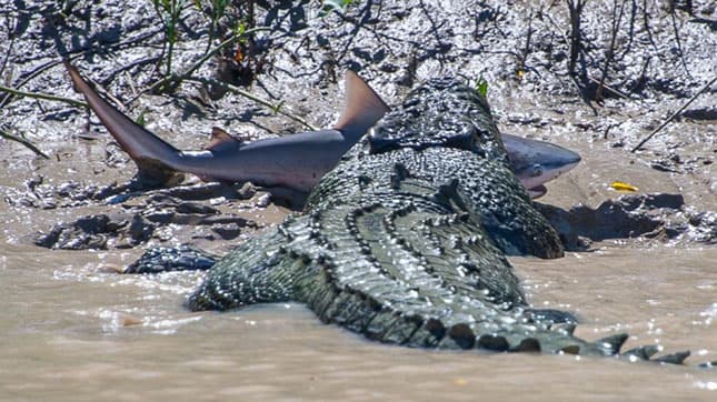 RÉMÁLOM: Krokodil támadt az ikerlányokra, a túravezető eltűnt a baleset óta
