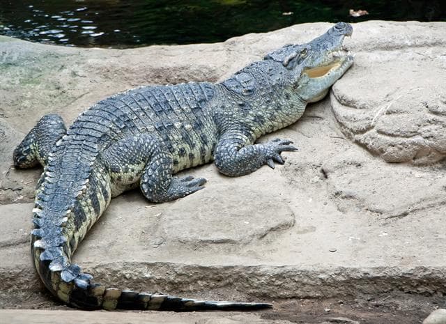 Tízezer dollárra büntették, mert lelőtt egy 100 éves krokodilt