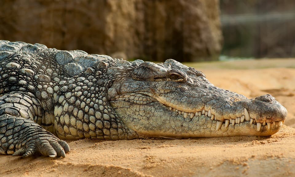 Lelőttek egy állatkerti krokodilt, mert rátámadt gondozójára