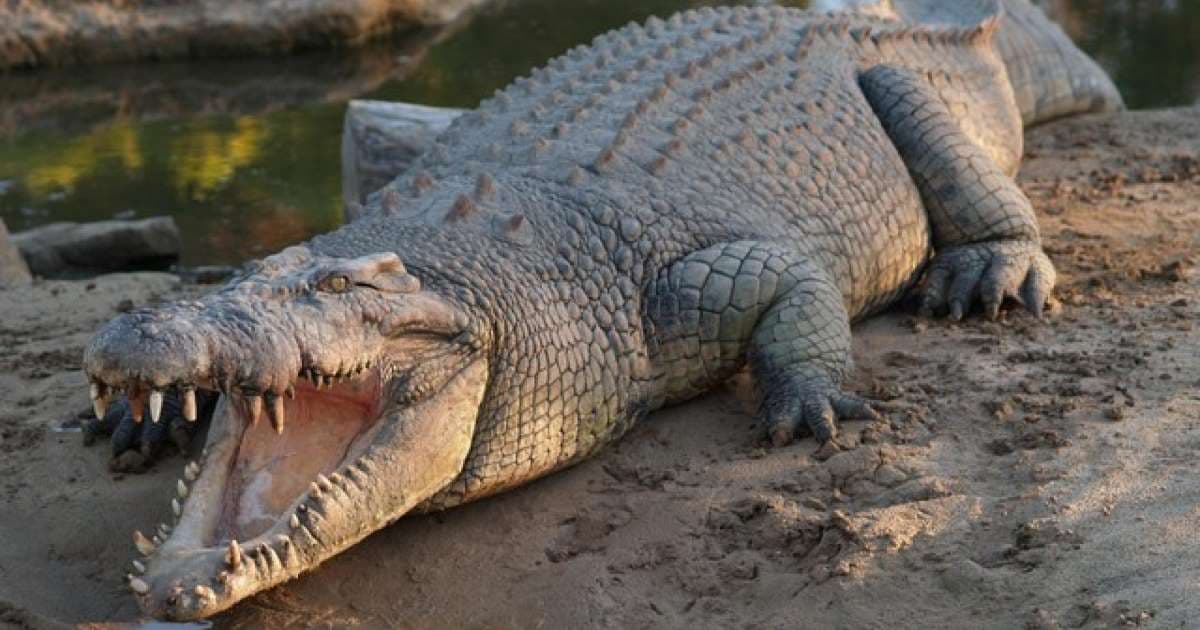 Műtéteknél használatos segédeszközt találtak egy krokodilban Ausztráliában