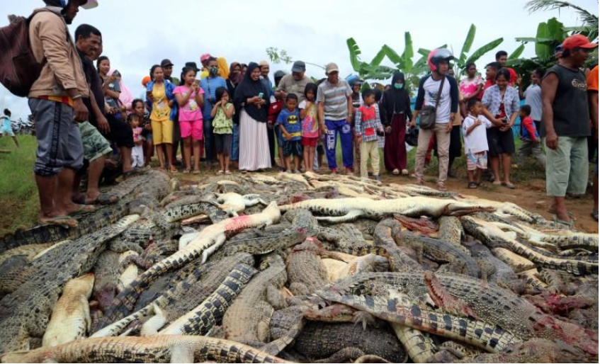 Véres bosszú: embert ölt a krokodil, erre meg 300 hüllőt mészároltak le kalapácsokkal
