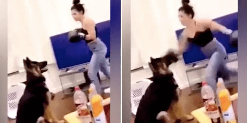 Börtönt kaphat a kegyetlen nő, aki bokszkesztyűvel ütlegelte németjuhász kutyáját – VIDEÓ 
