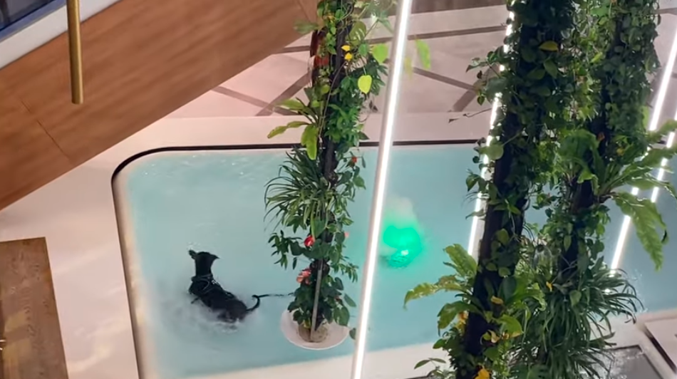 Pozsonyi pláza szökőkútjában pancsoló kutya az internet új sztárja (VIDEÓ)