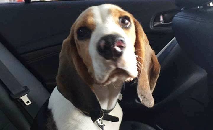 FIGYELEM: Egy Beagle-kölyök gazdája kerestetik!