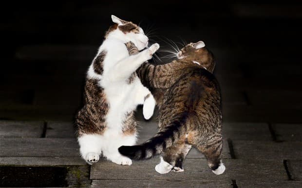 Békéltető segíthet a brit kormánynak rendezni a Downing Street-i macskák közötti feszültséget