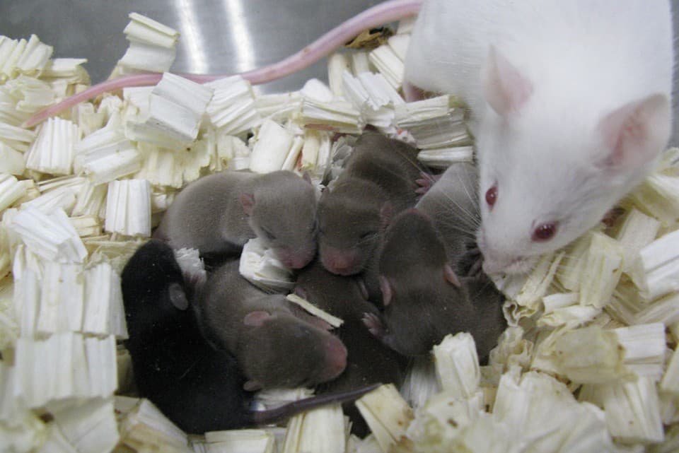 Egészséges egerek lettek az űrbe lőtt egérspermából