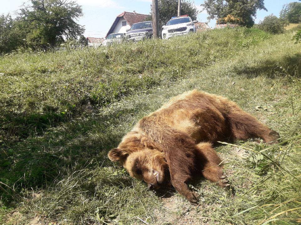 Valaki lelőtt egy kukázó medvét, egy másikat valószínűleg megmérgeztek