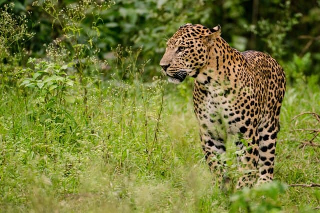 Hajszát indítottak a gyerekekre támadó, emberevő leopárd után