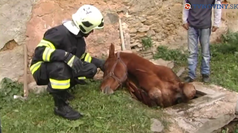 Aknába szorult lovat mentettek a tűzoltók