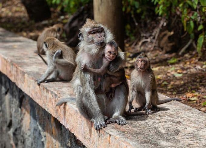 A WHO szerint sajnálatosak a majmokat ért támadások a majomhimlő miatt Brazíliában