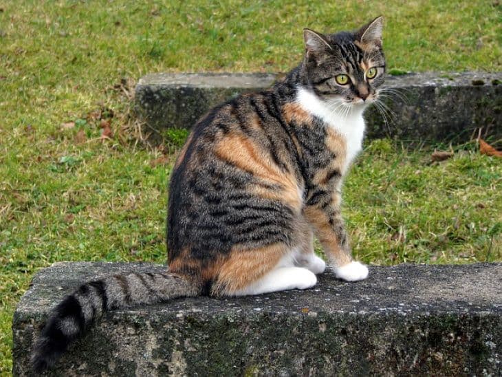 Tizenkét év után került elő egy családi nyaraláson eltűnt macska - FOTÓ