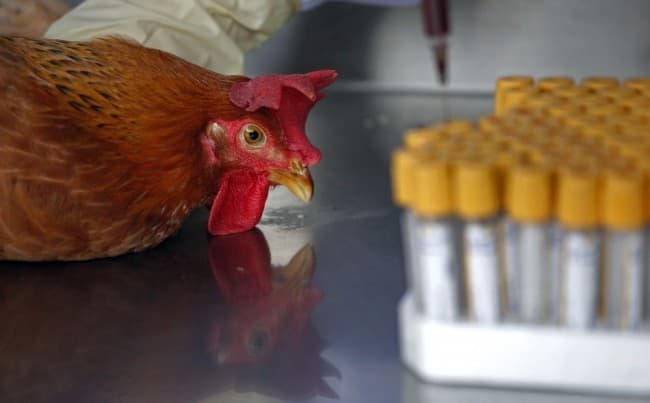 Kombinált típusú madárinfluenzában halt meg egy nő Kínában