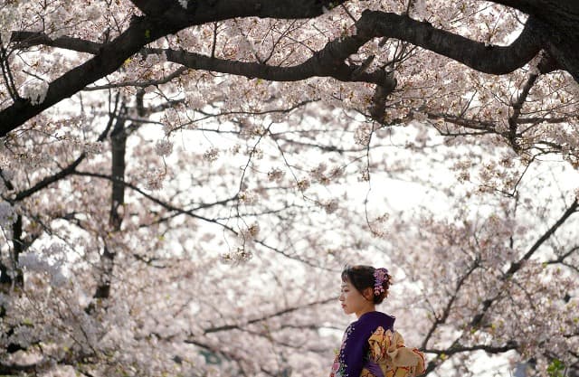 Váratlan cseresznyefa-virágzás kezdődött Japánban