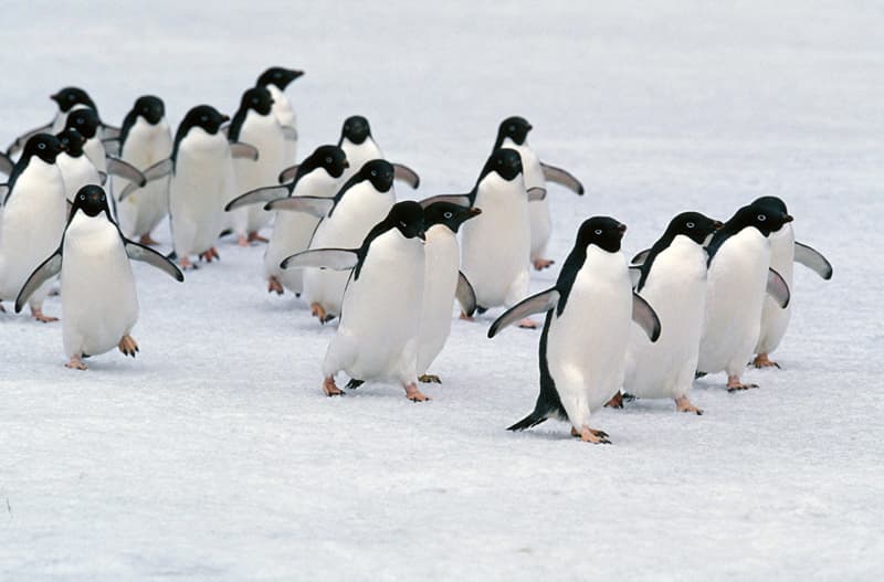 Mintegy 150 ezer pingvin pusztult el a Déli-sarkon