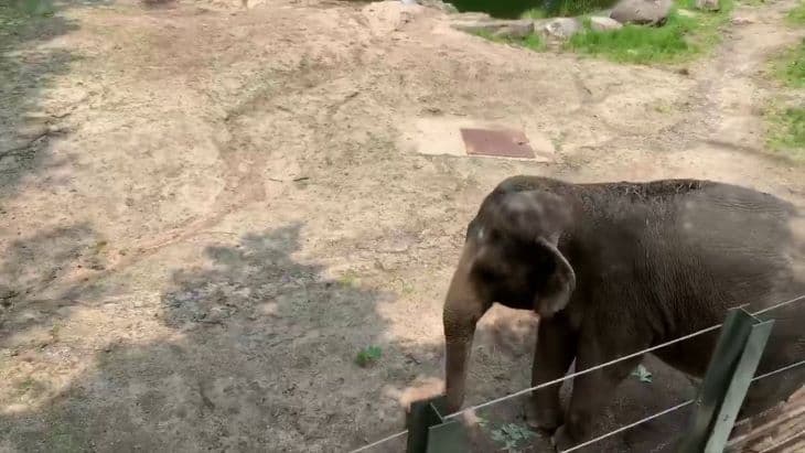 Megtagadták az embereket megillető jogokat egy idős állatkertben lévő elefánttól