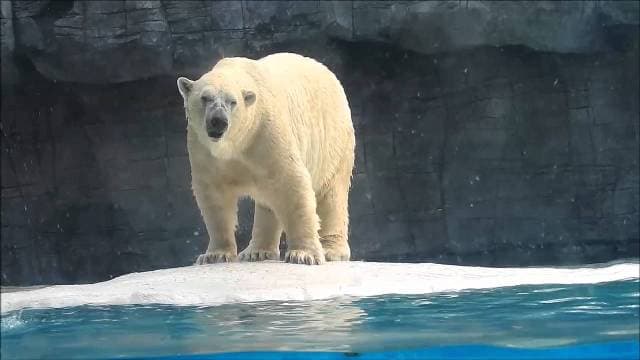 Elpusztult a trópusokon született első jegesmedve