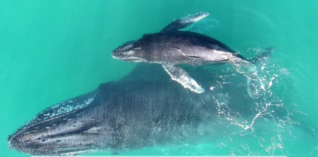 Cápavédő hálóba gabalyodott bálnaborjat mentettek ki Ausztráliában (FOTÓ+VIDEÓ)