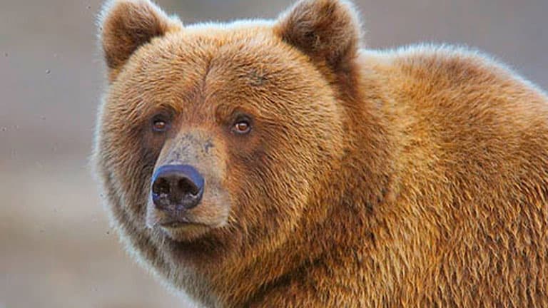 A mai barnamedvékben ott vannak a jégkorszaki barlangi medvék génjei
