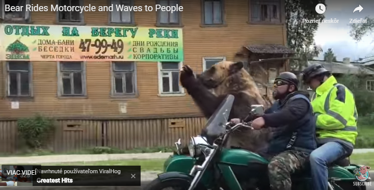 Hopp, egy bukósisak nélküli, izé. Medve! (videó)