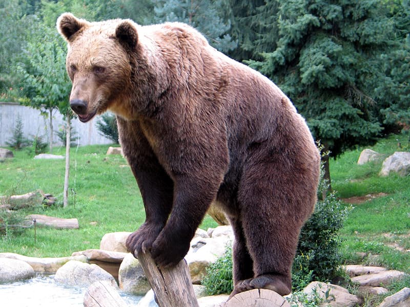 Medve támadt egy turistára, egyetlen dolog mentette meg az életét
