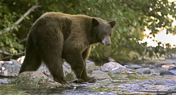 Újra szökésben van a medve, amelyet korábban hónapokig "köröztek" Olaszországban