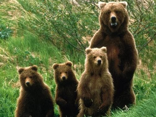 Halálra ítéltek két egészséges medvét a dánok, mert "hasznavehetetlenek"