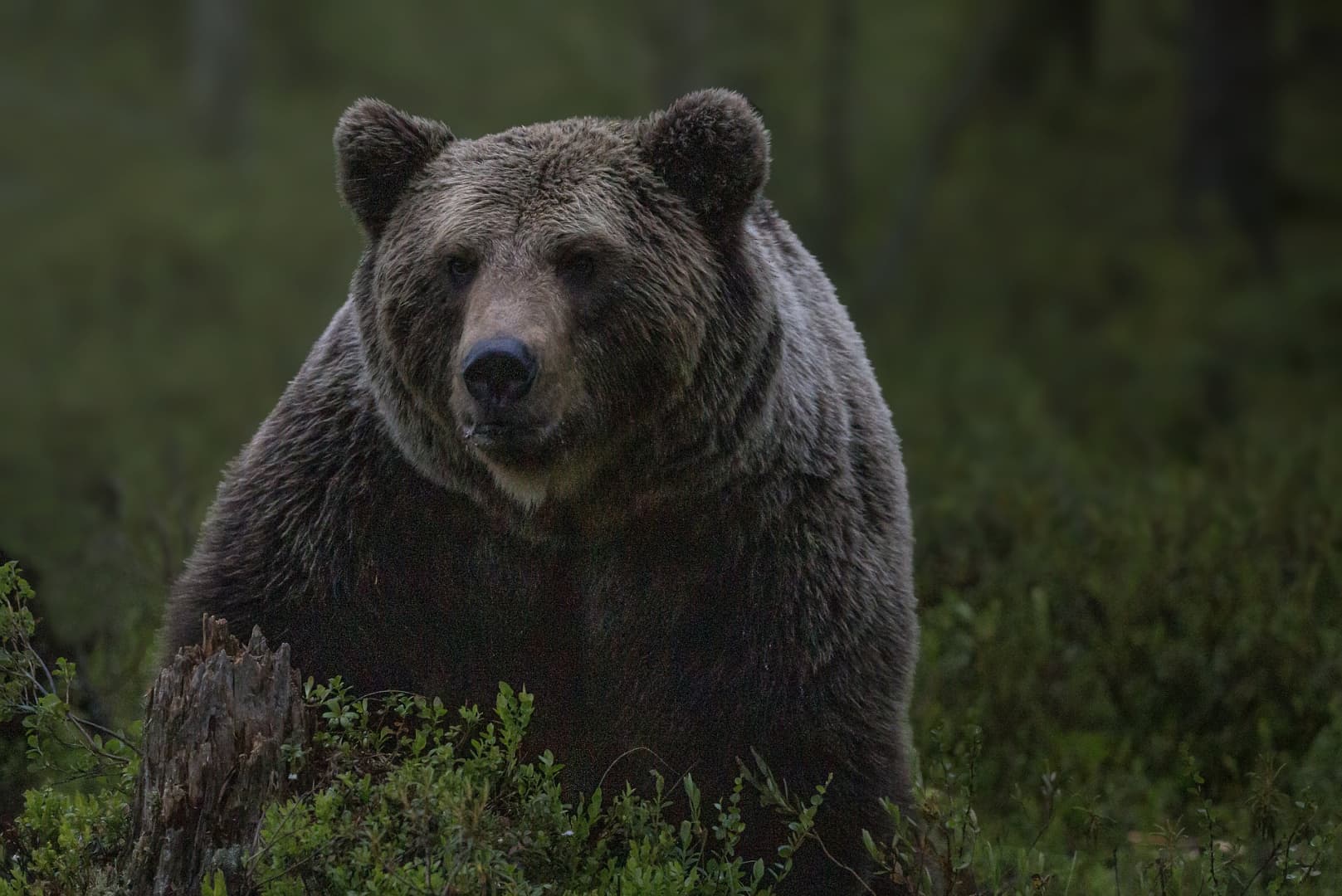 Egyre súlyosabb a helyzet: Szlovákiában már a házak udvarára is bemennek a medvék