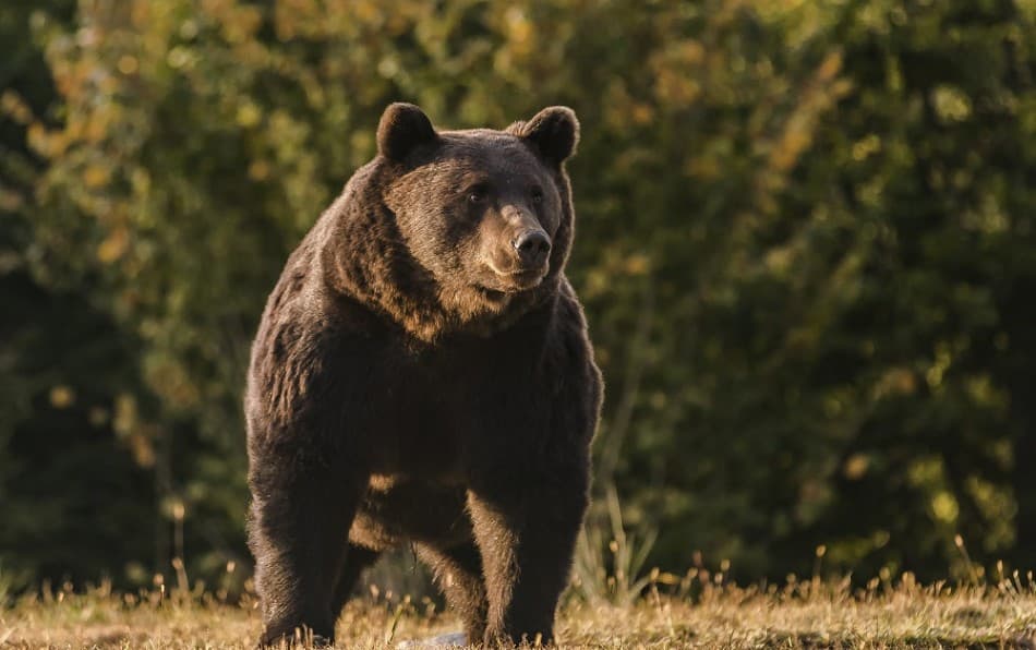 Medve támadt egy férfire, de ő egy pisztollyal megsebezte – később az állat az akciócsoportra is rárontott