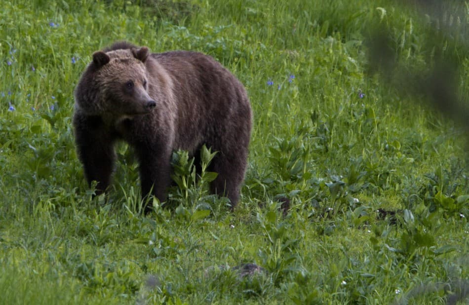 Többször is medvét láttak Losonc környékén, fotócsapdákat helyeztek ki