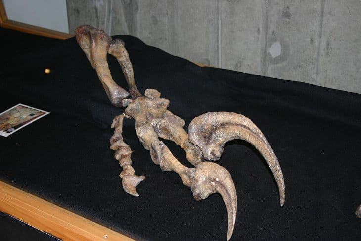 Az eddig ismert legnagyobb megaraptor maradványait fedezték fel (FOTÓ)
