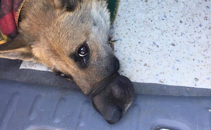 Kihallgatták és szabadon engedték a megkötözött farkaskutya gazdáját