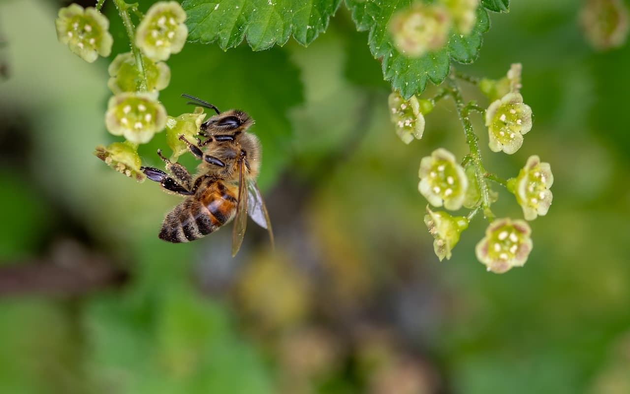 Magyarországon még nem drámai a méhpusztulás