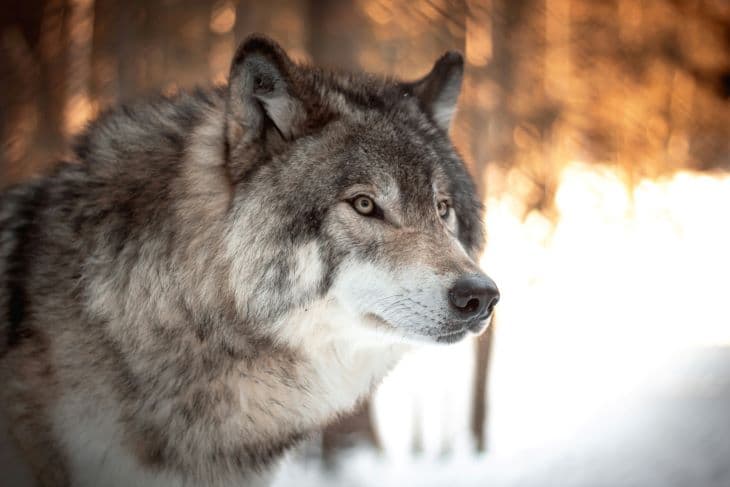 Szürke farkas rekordhosszú útját követték nyomon kutatók