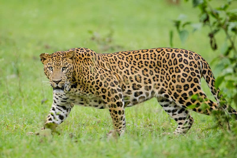 Leopárd ölt meg egy négyéves kislányt