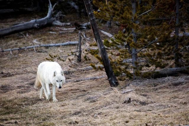 Lelőtték a Yellowstone Nemzeti Park leghíresebb farkasát – el kellett altatni