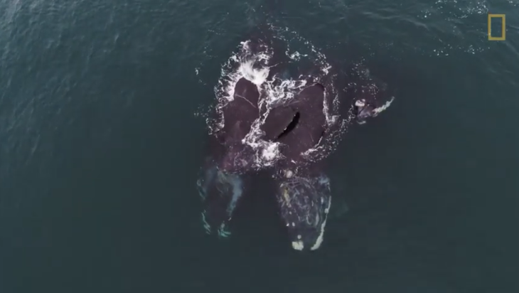 "Ölelkező" bálnákat videóztak Cape Codnál (VIDEÓ)