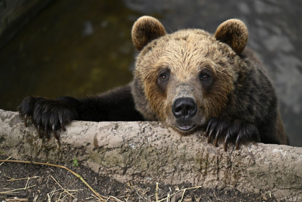 Medvét láttak Losonc határában, a helyzetet akciócsoport figyeli
