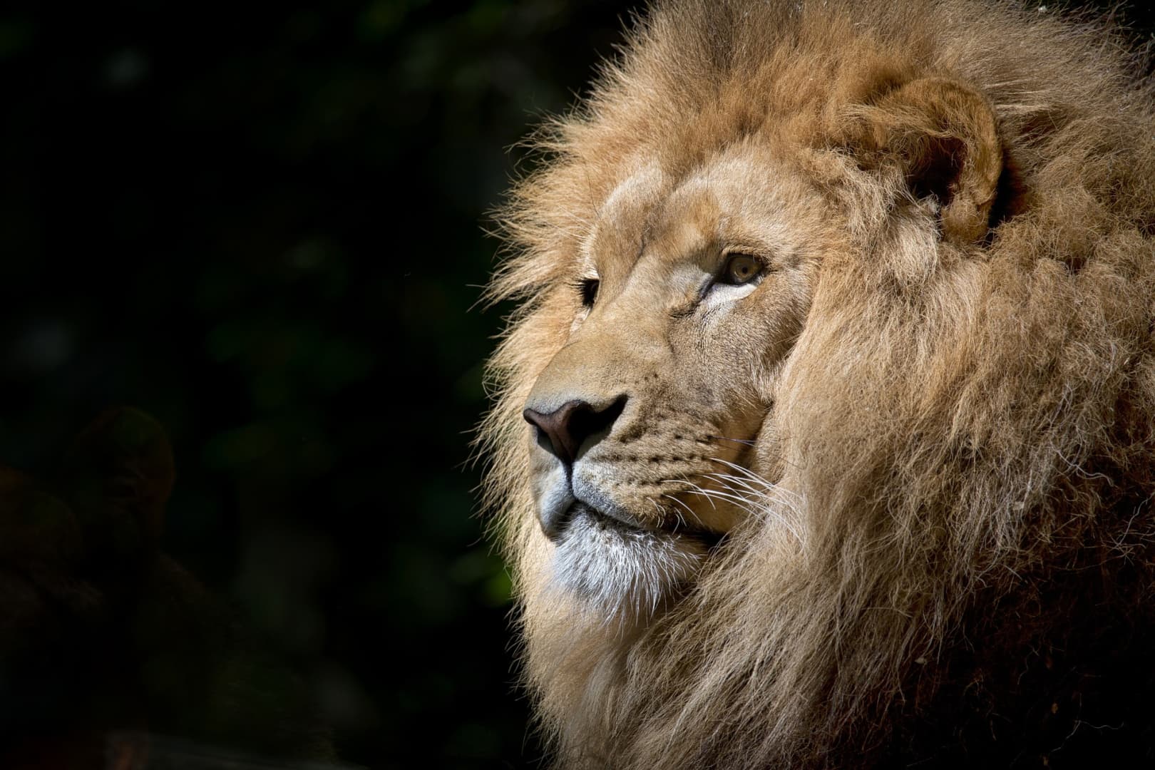 Először egy emberi végtagra bukkantak, majd az oroszlán alatt megtalálták az állatkert tulajdonosának holttestét
