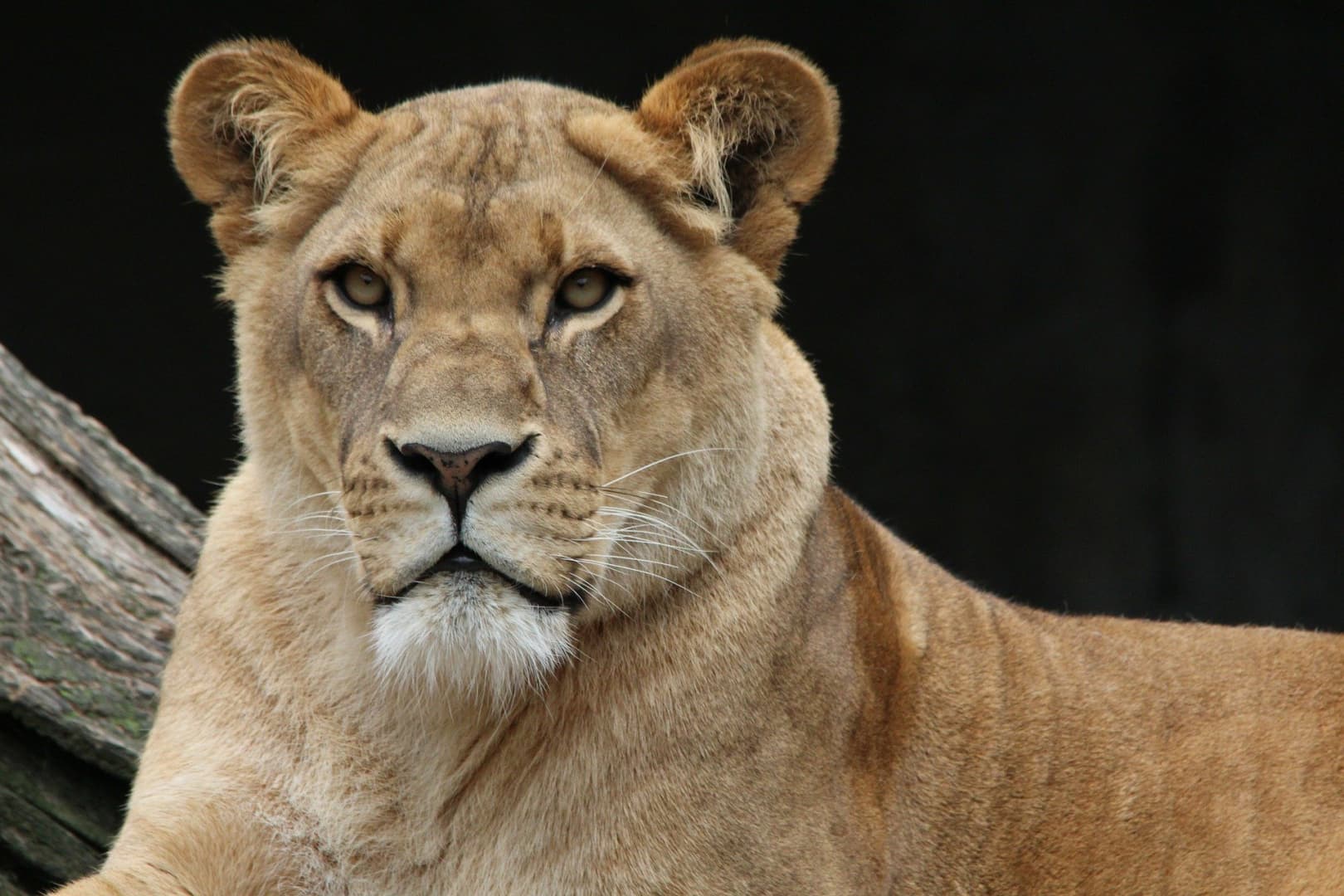Megölte gondozóját és elszabadult párjával egy nőstény oroszlán egy állatkertben