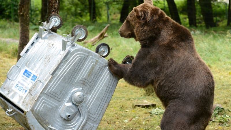 A tátrai medvék a kukákból csemegéznek, de kilövésük nem megoldás