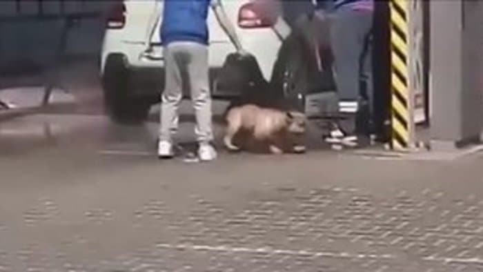 Eszednél vagy?! Magasnyomású mosóval tisztítottak egy kutyát az autómosóban (videó)