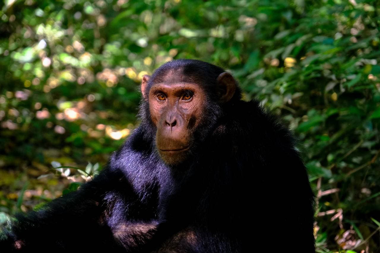 Kiszöktek a házukból a csimpánzok, mikor elkapták őket, forró csokit kaptak ajándékba