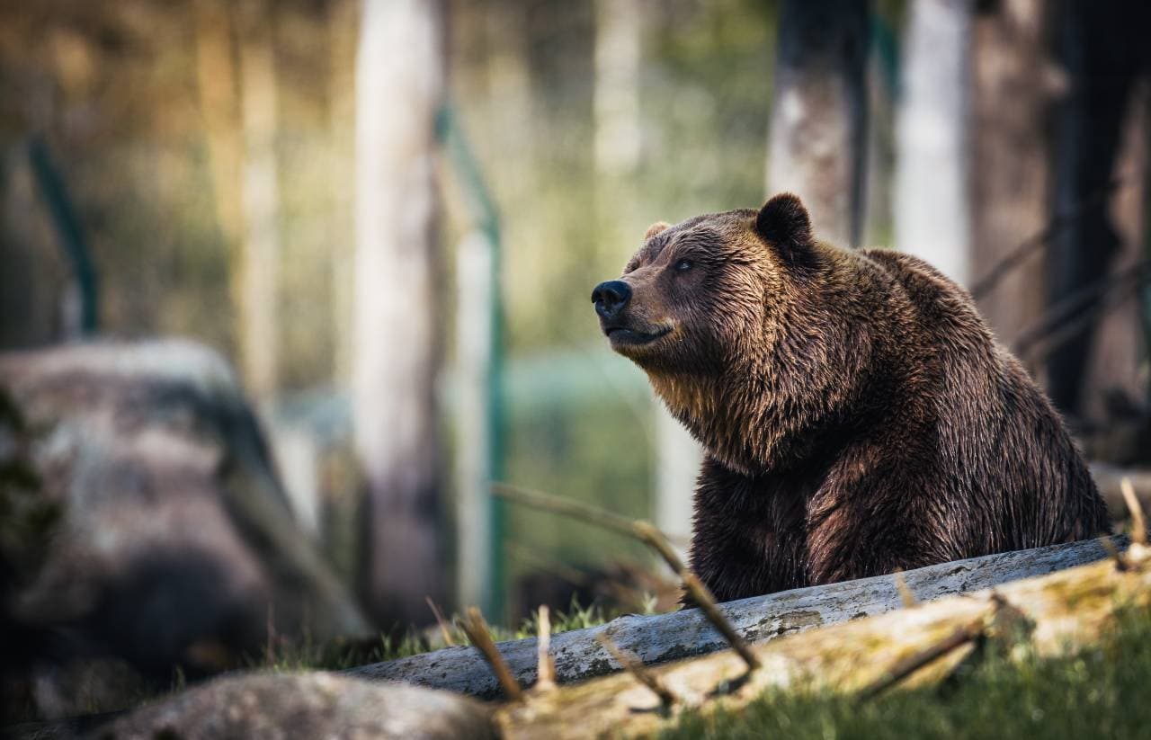 Bár sokan panaszkodnak a medvékre, a vizsgálatok szerint nincsenek túlszaporodva