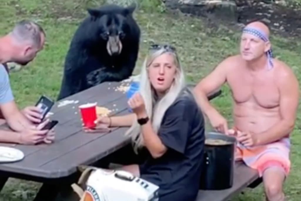 Hátborzongató: Békésen piknikezett a család, amikor melléjük szegődött egy medve – VIDEÓ 
