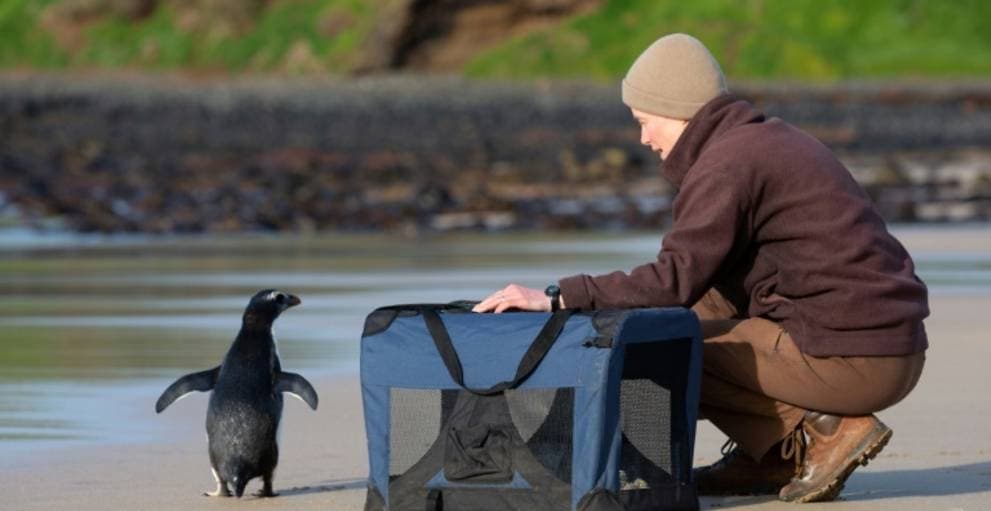 Visszaküldték a vadonba az Ausztráliáig eljutott új-zélandi pingvint