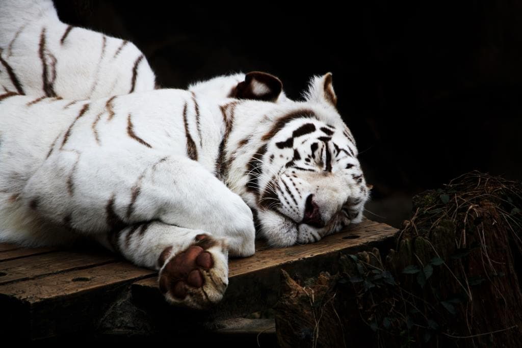 Szemétbe dobtak egy tigriskölyköt, állatorvosok küzdenek az életéért
